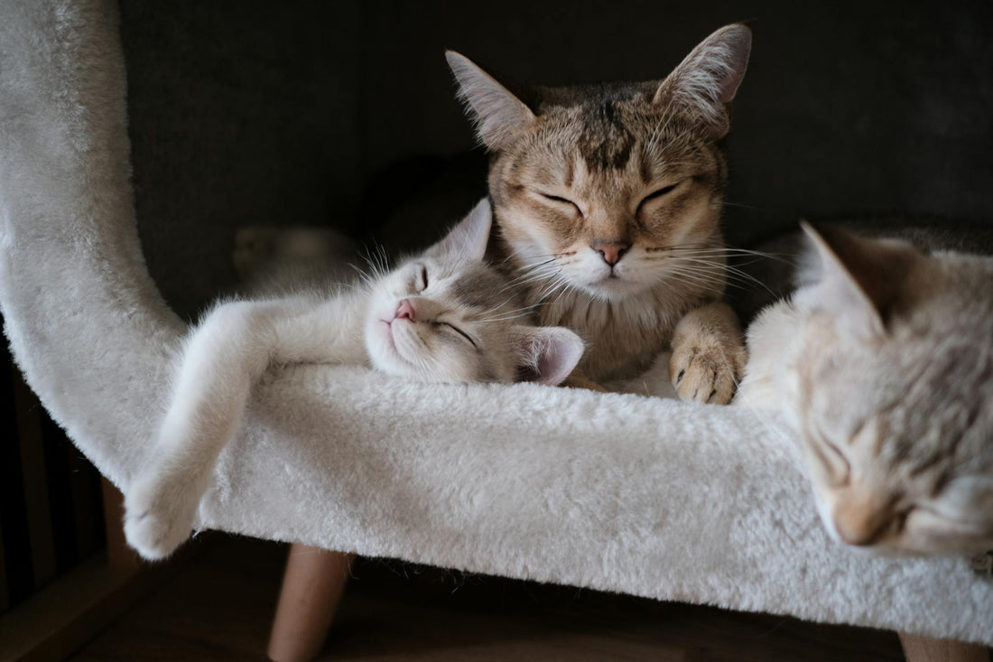 cats snoring