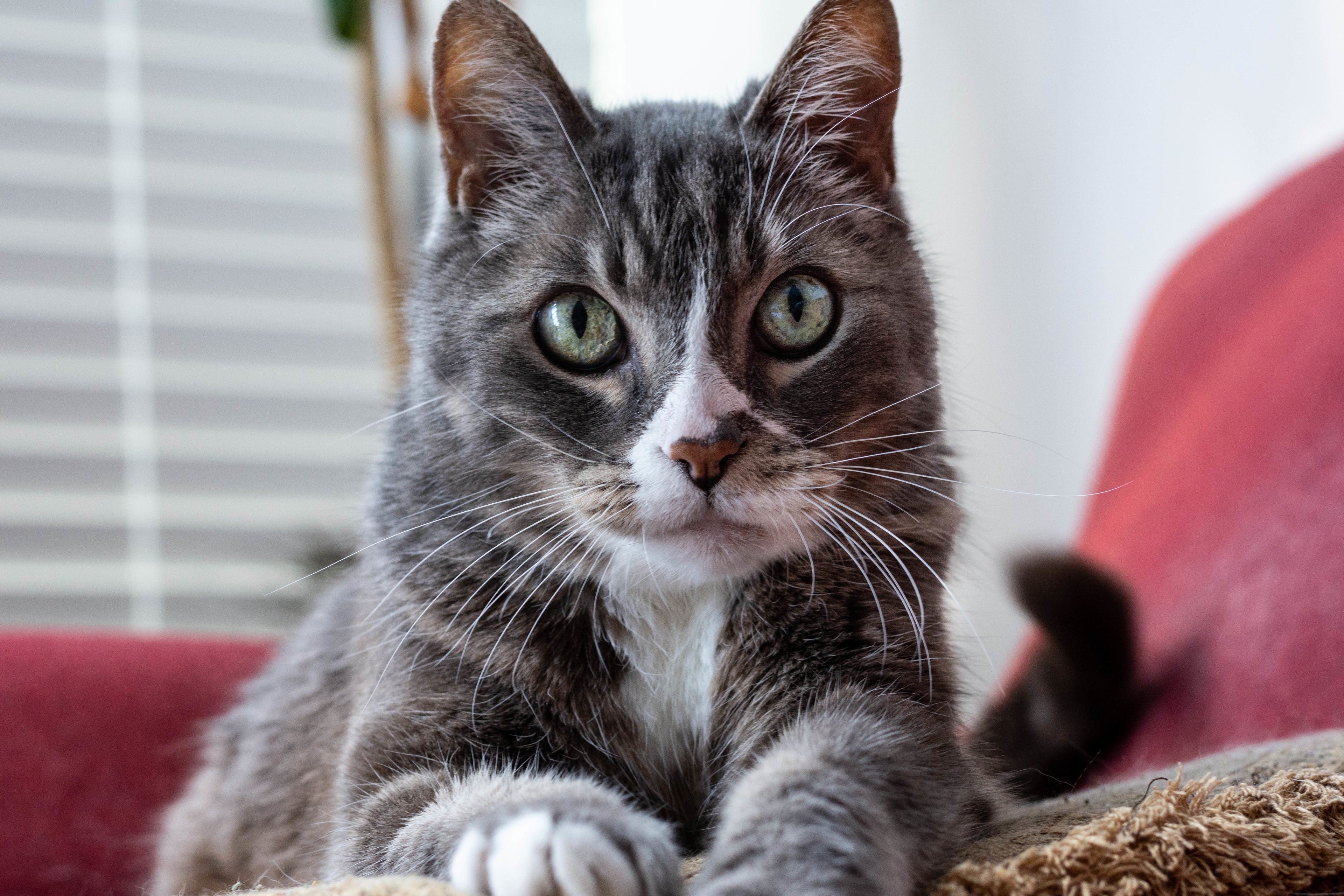 cat toys, cat beds, cat accessories